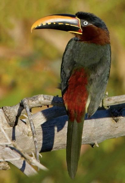 Brazil, Pantanal Chestnut-eared aracari on tree